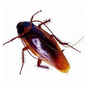 Ψεύτικη Κατσαρίδα Fake Cockroach